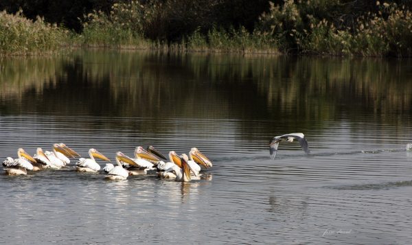 צילום: מתת בן שושן