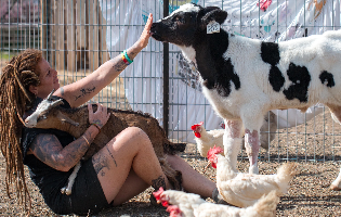 'חוות השאנטי' המצילה בעלי חיים מגייסת סיוע: "לנו יש אותם – להם? אין אף אחד"